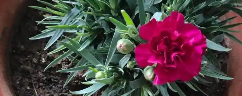 康乃馨开花时可以见阳光吗,开花的时候可以见光