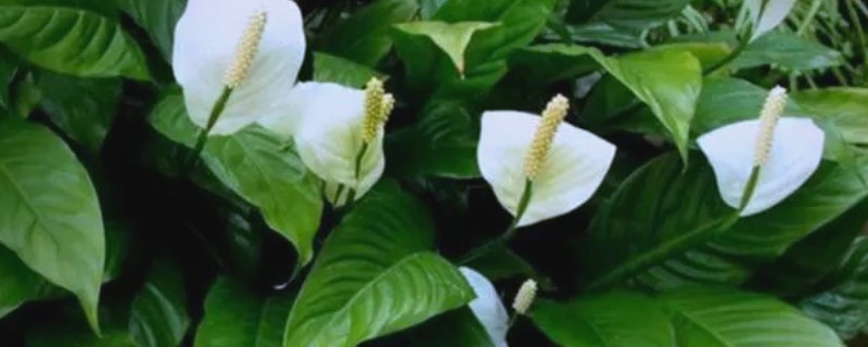 白鹤芋的浇水方法,夏季每隔3天浇一次