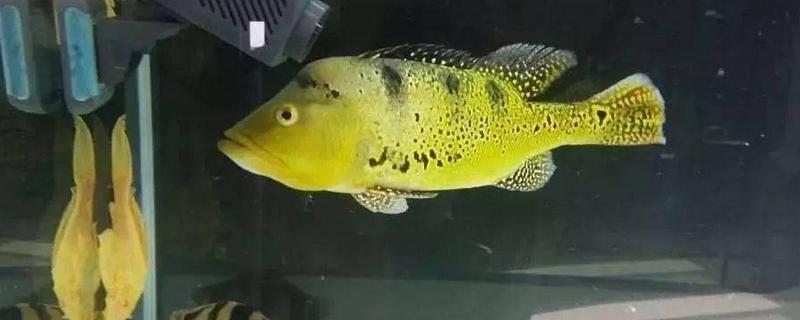 鱼受伤了如何处理,最好将其隔离饲养