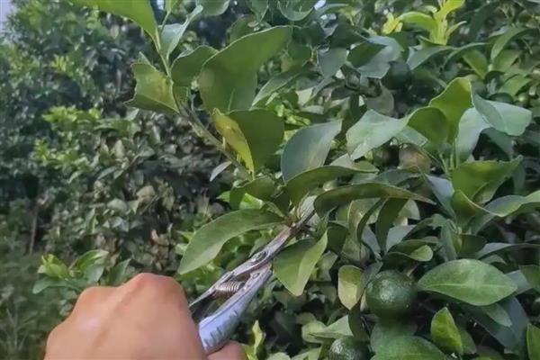 柑橘树的寿命,大部分约为50-70年左右