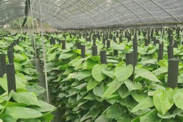 大叶绿萝中间的柱子要不要浇水,柱子吸水后可以为植株提供水分