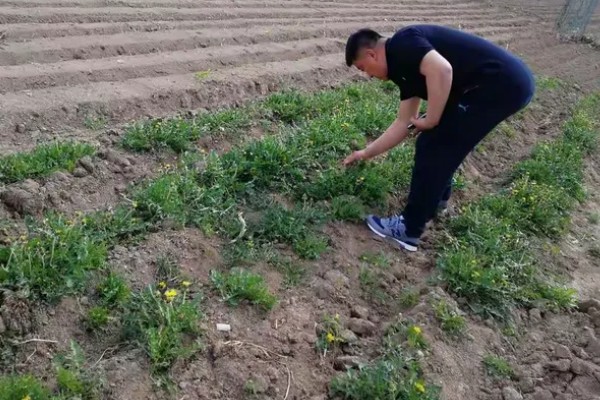 蒲公英的繁殖方法,以播种和移根繁殖为主