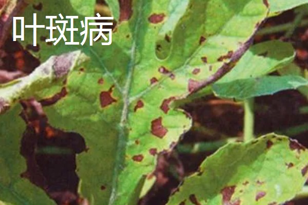 蒲公英的繁殖方法,以播种和移根繁殖为主