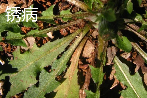 蒲公英的繁殖方法,以播种和移根繁殖为主