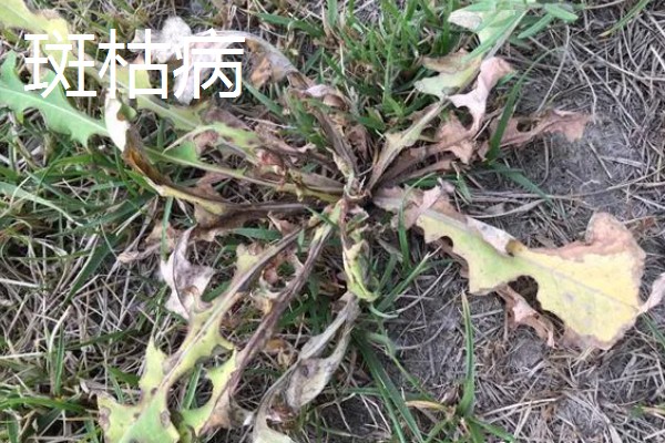 蒲公英的繁殖方法,以播种和移根繁殖为主