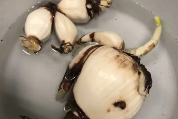 水仙开花后如何处理种球，剪除根茎把种球埋在沙土中