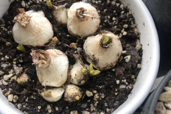 水仙开花后如何处理种球，剪除根茎把种球埋在沙土中