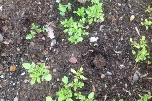 醉蝶花的播种季节,播种要在春季进行