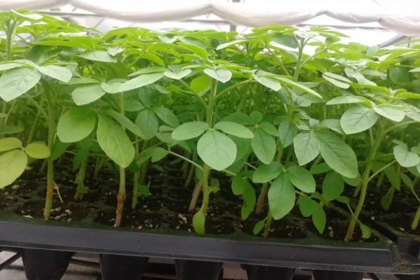 醉蝶花的播种季节,播种要在春季进行