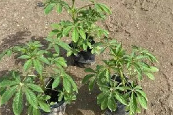 醉蝶花的播种季节,播种要在春季进行