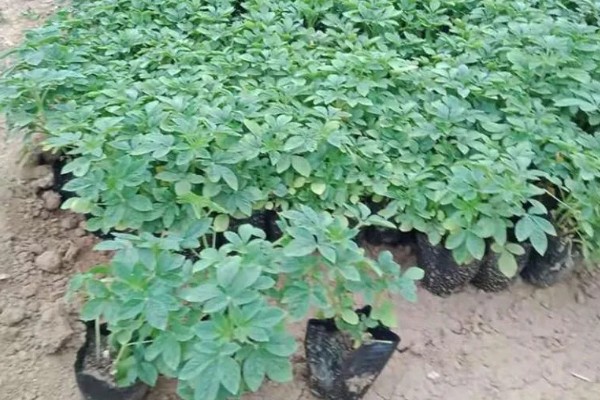醉蝶花的播种季节,播种要在春季进行