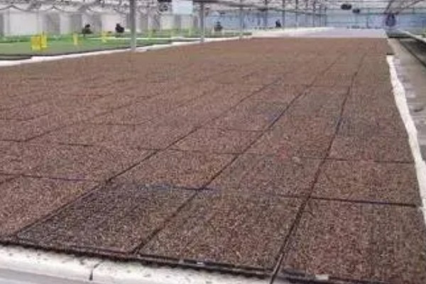 醉蝶花的播种季节,播种要在春季进行