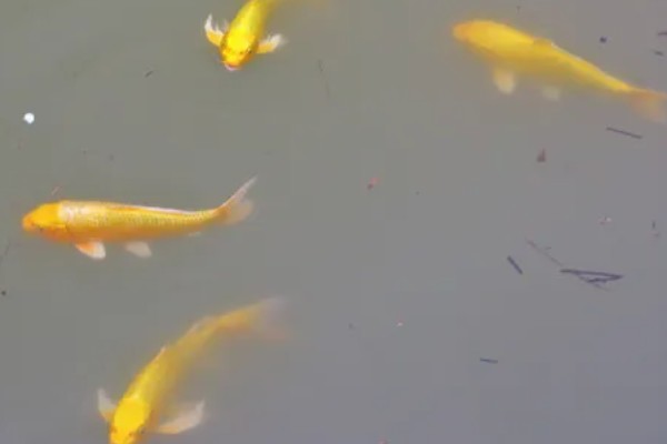 小黄鱼的养殖前景,养殖前景较为广阔