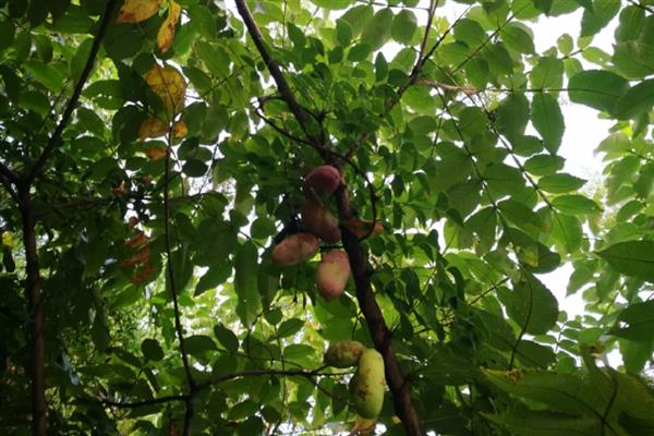 八月炸适合种植的地区,适合种在湖南、河南、陕西等地