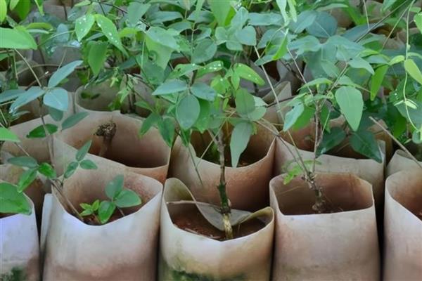 八月炸适合种植的地区,适合种在湖南、河南、陕西等地