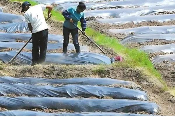 农作物冬季防寒措施,覆盖秸秆或稻草可以降低风寒损伤