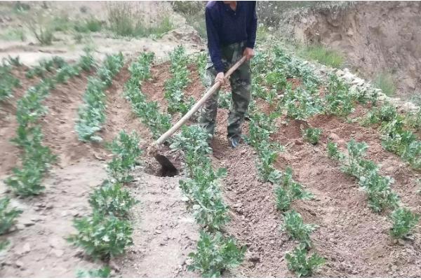 农作物冬季防寒措施,覆盖秸秆或稻草可以降低风寒损伤