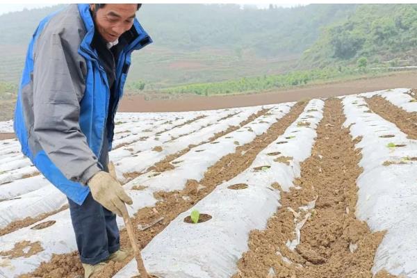 农作物冬季防寒措施,覆盖秸秆或稻草可以降低风寒损伤