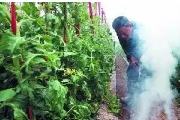农作物冬季防寒措施,覆盖秸秆或稻草可以降低风寒损伤