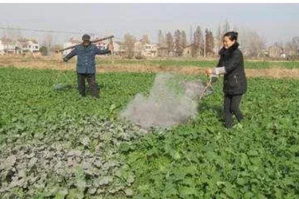 农作物冬季防寒措施,覆盖秸秆或稻草可以降低风寒损伤