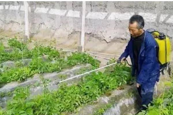 农作物冬季防寒措施,覆盖秸秆或稻草可以降低风寒损伤