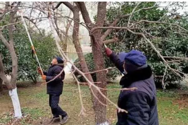 农作物冬季防寒措施,覆盖秸秆或稻草可以降低风寒损伤
