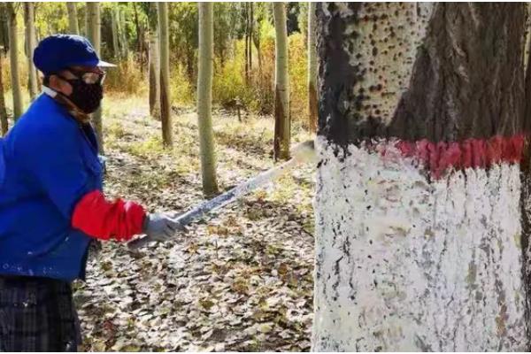 农作物冬季防寒措施,覆盖秸秆或稻草可以降低风寒损伤