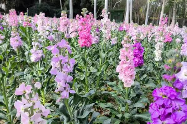 紫罗兰和风信子有什么区别,前者属于十字花科、后者属于风信子科