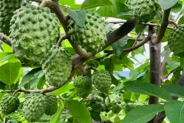 农村特种项目,有释迦果种植、黑桃种植等