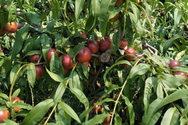 农村特种项目,有释迦果种植、黑桃种植等