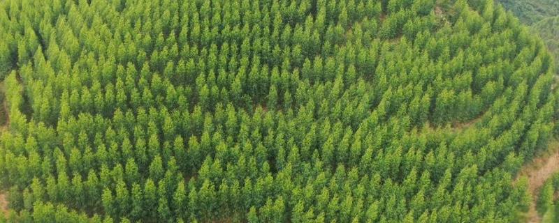 桉树高产的种植技术,适宜在每年春季进行移栽