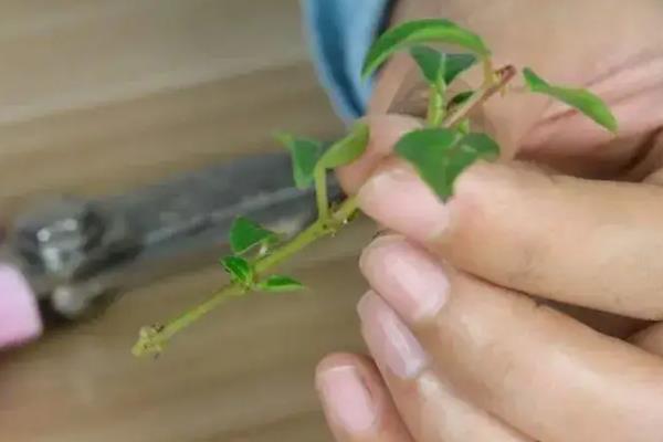 怎么养殖倒挂金钟,生长旺期要定期追施复合肥