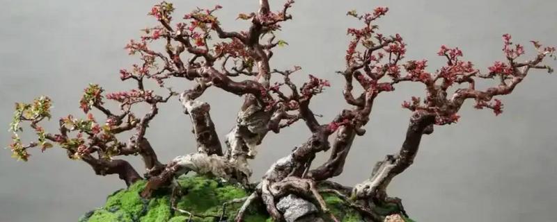 雀梅怎么养殖,每隔15天追施一次氮肥