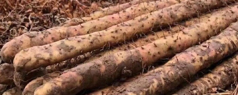 山药的播种方法,需提前浸种6小时