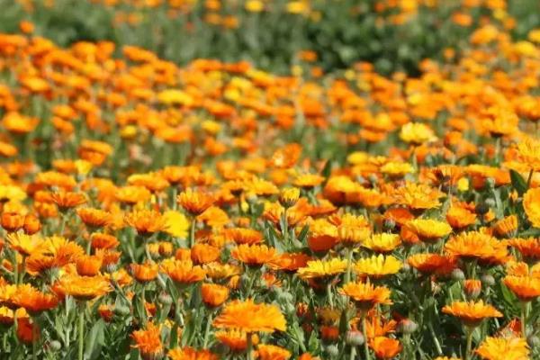 让金盏花在冬天开放的方法，对成株喷施叶面肥可促进花芽生长