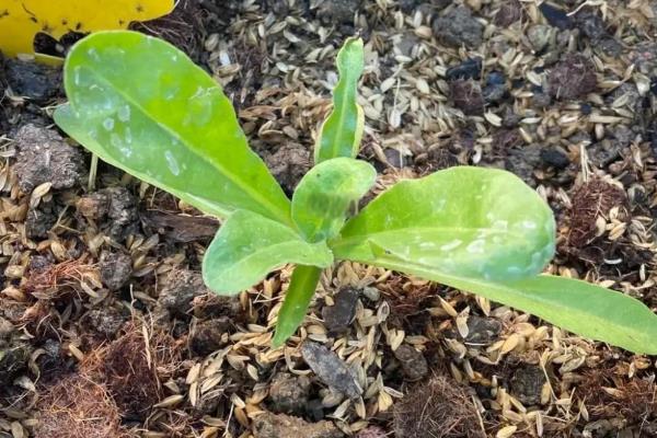 让金盏花在冬天开放的方法，对成株喷施叶面肥可促进花芽生长
