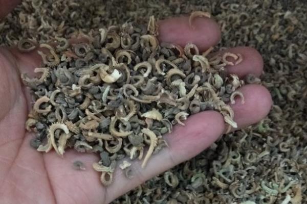 让金盏花在冬天开放的方法，对成株喷施叶面肥可促进花芽生长