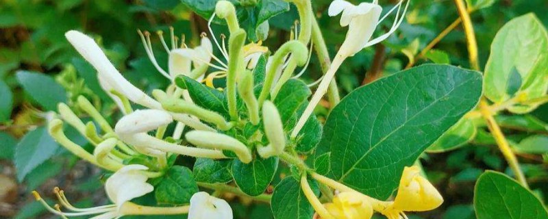 金银花锈病的危害，严重时可致叶片枯死