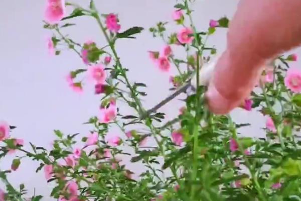 小木槿是否适合家养,家里缺少光照不适合它生长