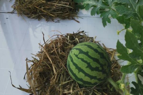 阳台西瓜的土壤深度，根据植物根系的长短确定