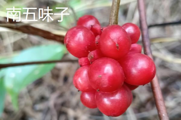 南五味子和北五味子有什么区别,产地和外形均不同