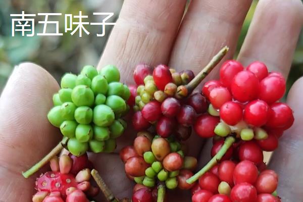 南五味子和北五味子有什么区别,产地和外形均不同