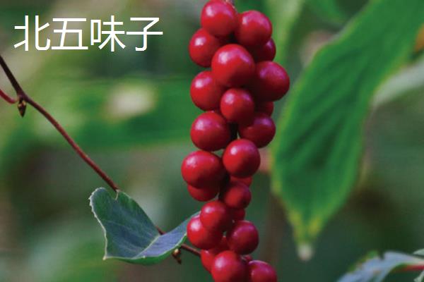 南五味子和北五味子有什么区别,产地和外形均不同