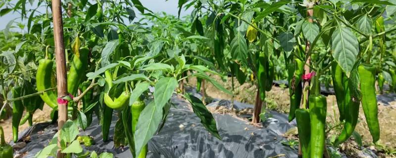 秋茬辣椒的定植注意事项，定植后要勤划锄