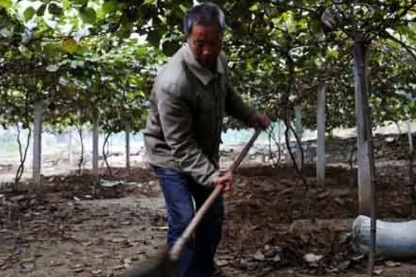 猕猴桃秋季施什么肥,以有机肥和氮磷钾肥为主