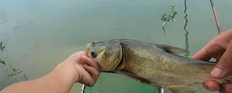手竿钓鲢鳙用几克浮漂,至少用4克以上的漂