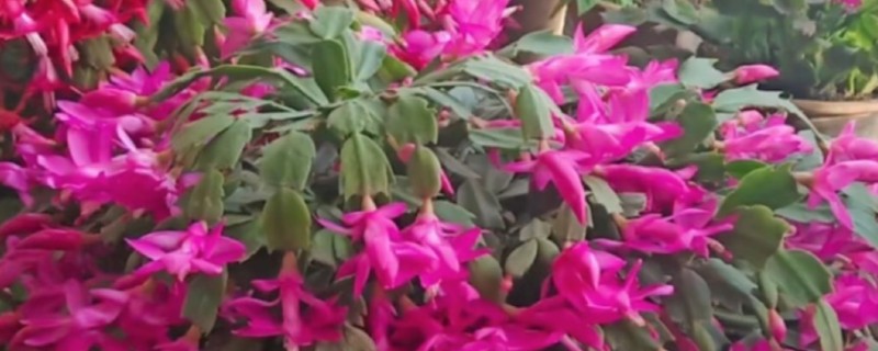 蟹爪兰花期如何浇水,花期每隔3天左右浇水一次水