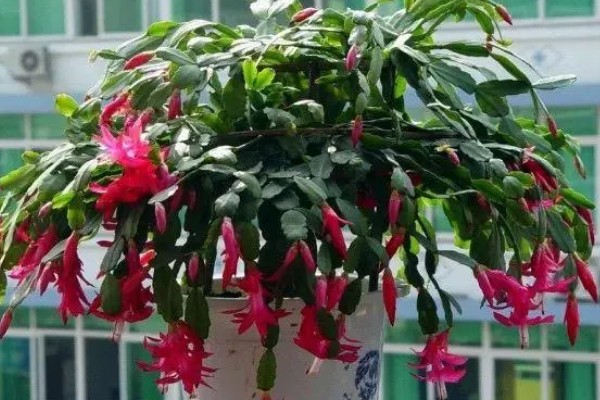 蟹爪兰花苞变蔫脱落怎么解决，可增加光照