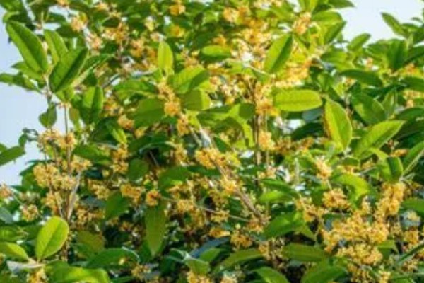 桂花树过多久会开放，一般要养护5年以上才会开花