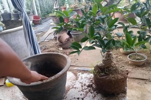 桂花树过多久会开放，一般要养护5年以上才会开花